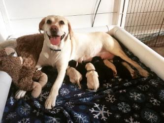 GEB Talent nursing her seven puppies in their whelping box.