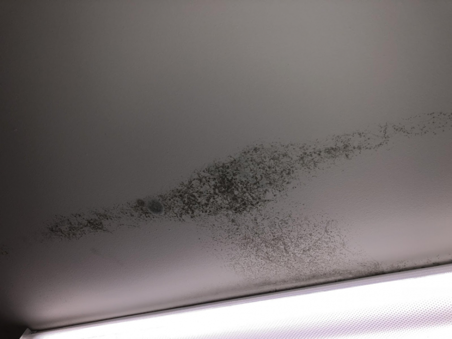 High Reports of Mold across Campus