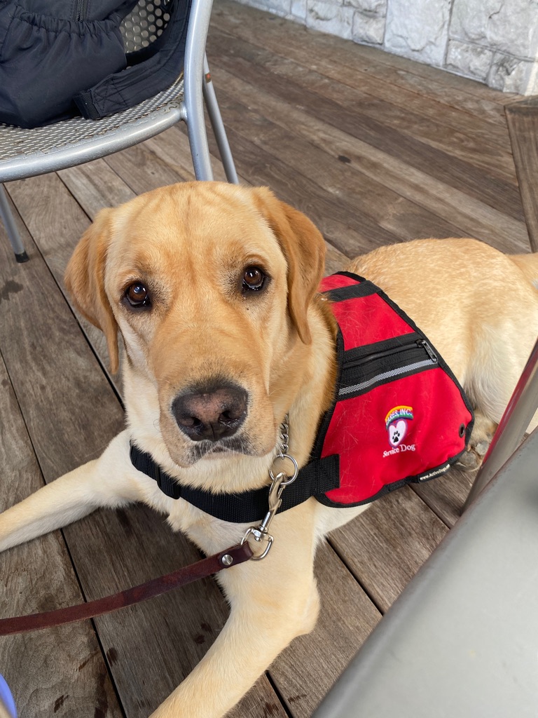 Service dogs on campus: How they help and how to  respect them